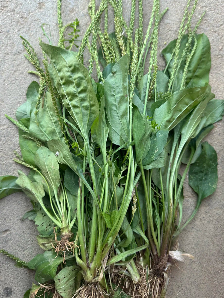 Common Plantain