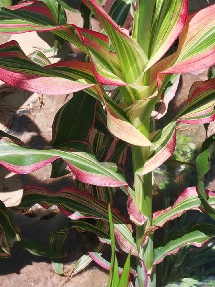 Variegated Ornamental Corn