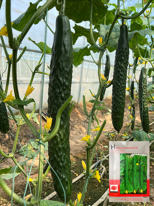 'Fuyang 35' F1 Cucumbers (Cucumis sativus)