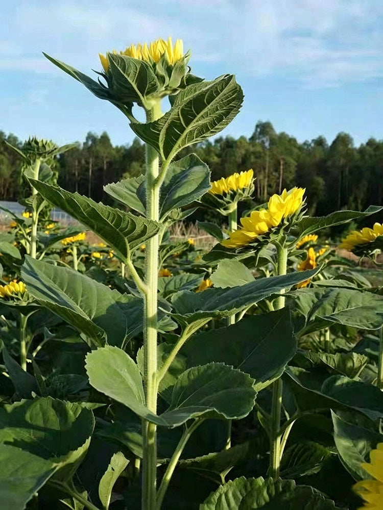 Vincent Yuzu-colored Sunflower