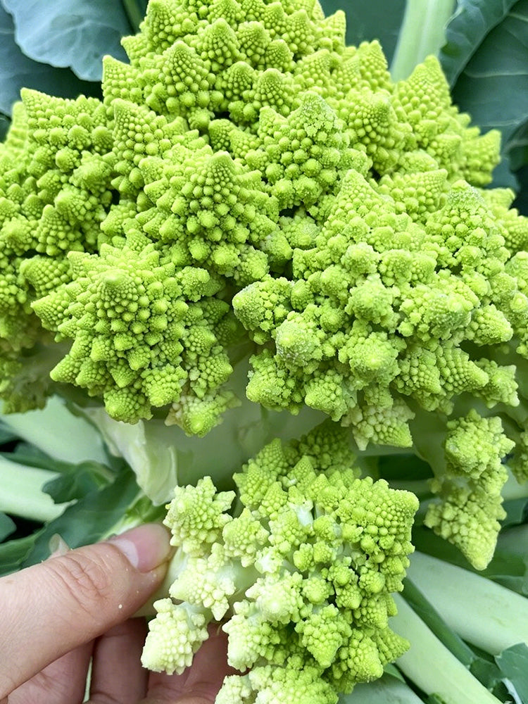 Green Romanesco