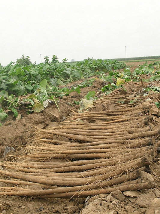 Longzhong Burdock