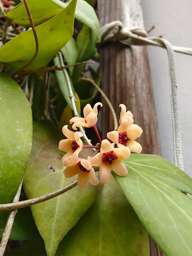 Hoya cutis-Porcelana Unrooted Stem Cuttings
