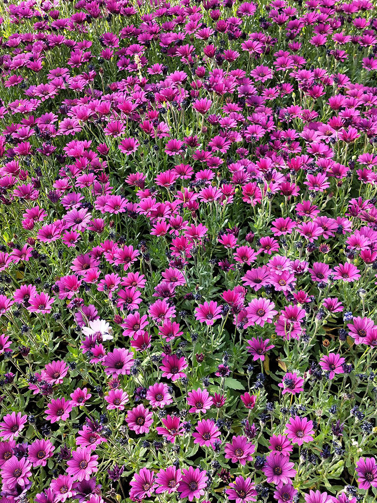 Purplel African Daisy