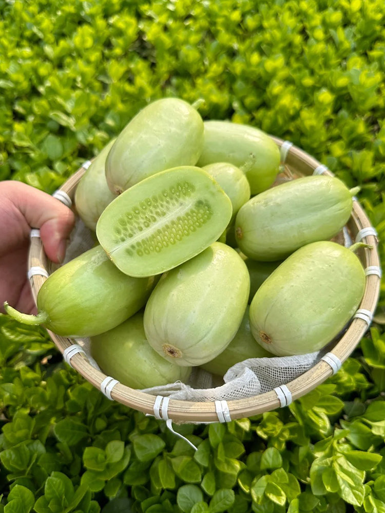 Jade Maiden Cucumber