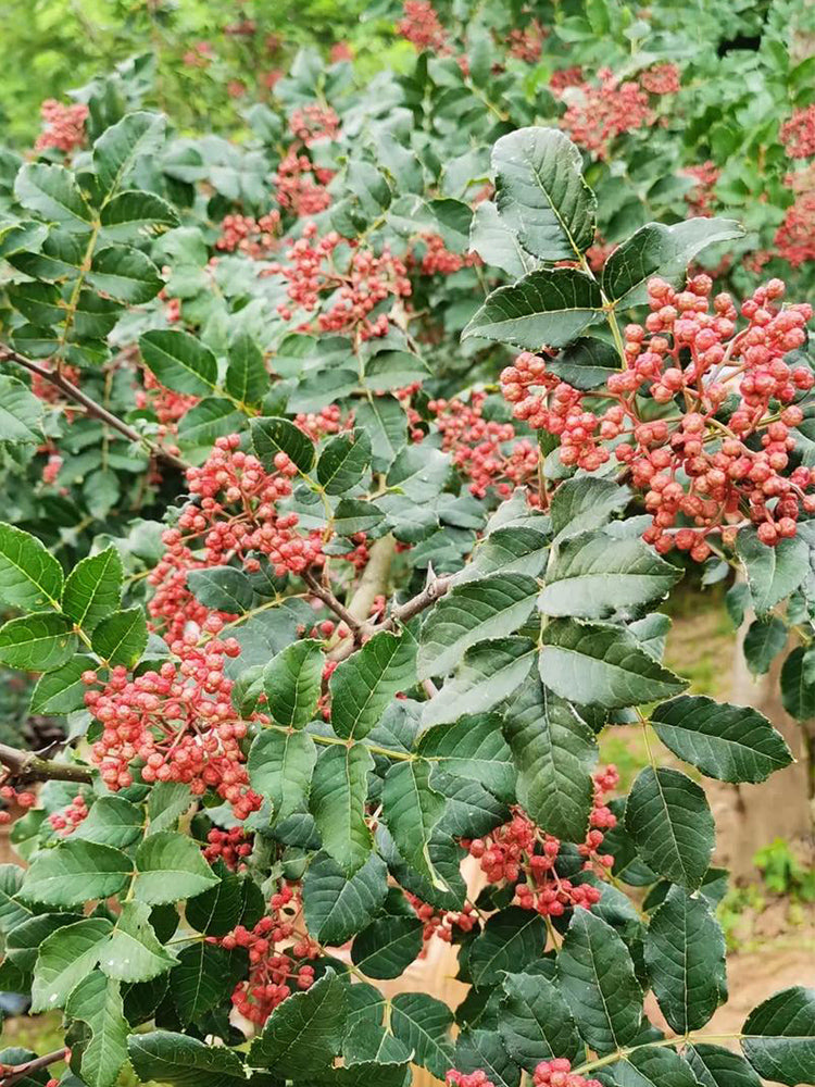 Dahongpao Sichuan Peppercorn