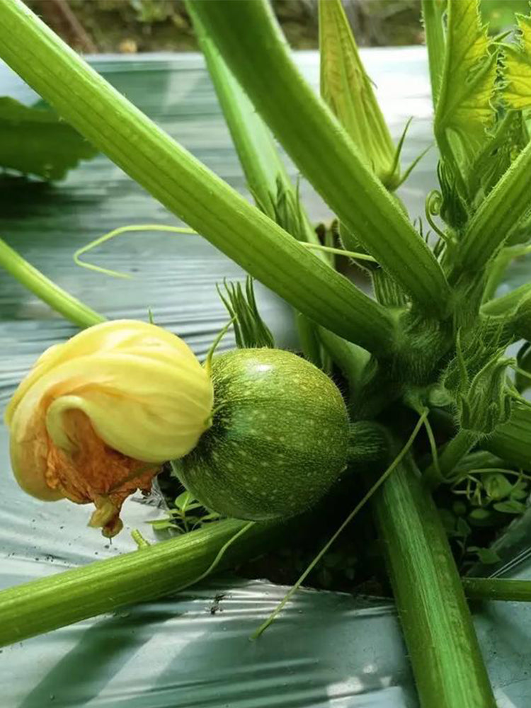 Black Pearl Round Zucchini