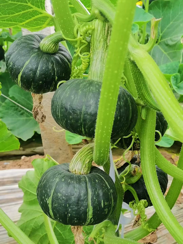 'Mo Yu Bei Bei' F1 Pumpkin