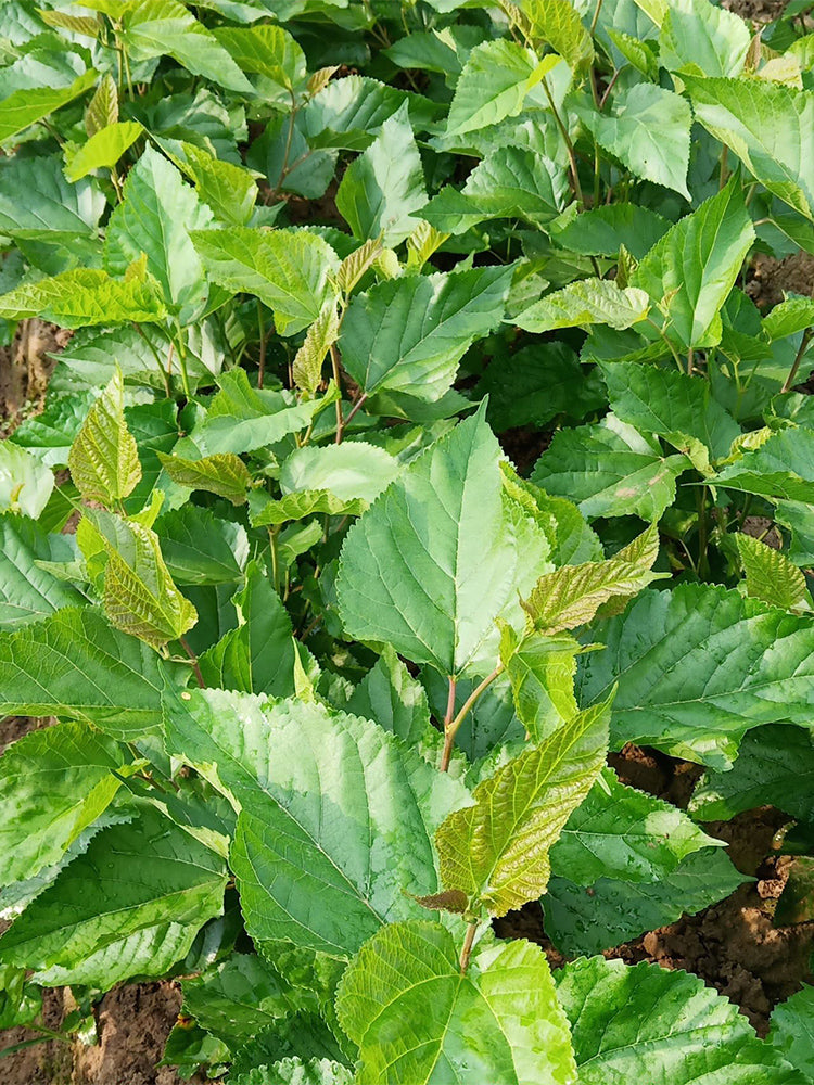 Korean Big White Pearl Mulberry
