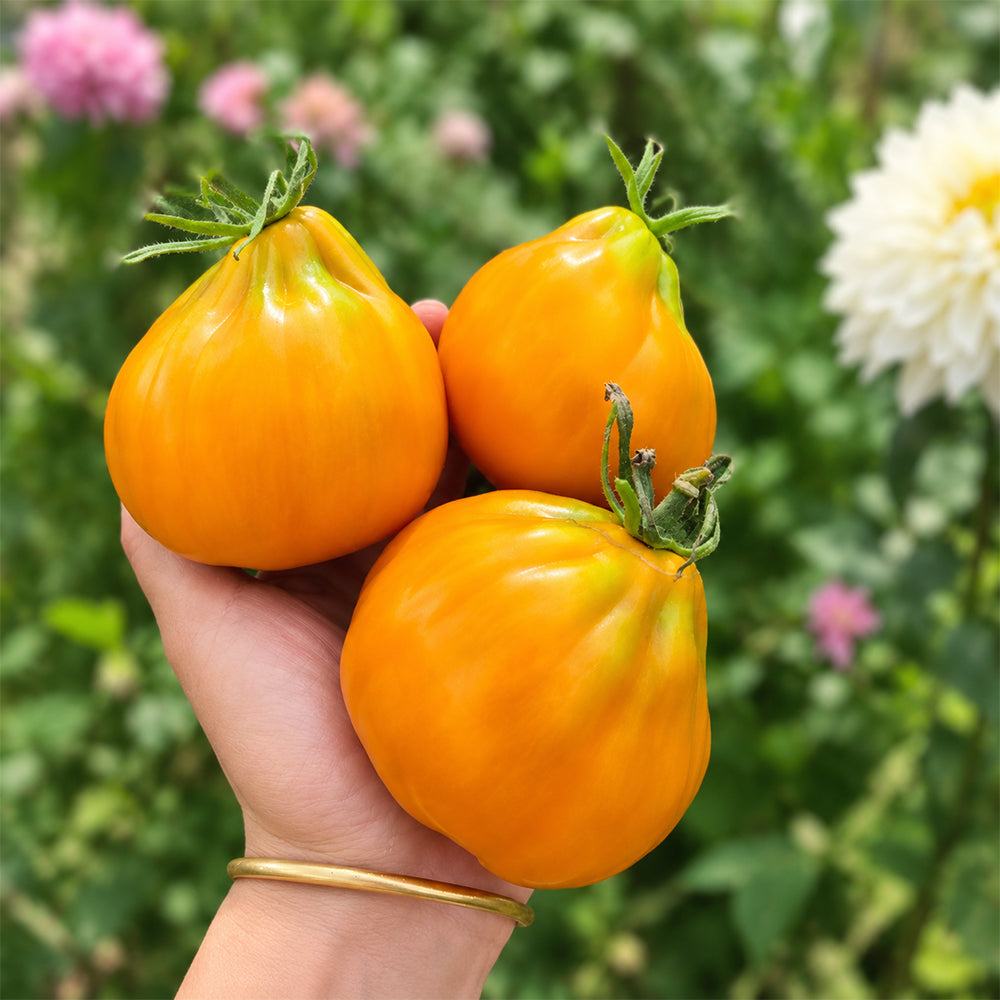 85 Ochre Pear F6 Tomato