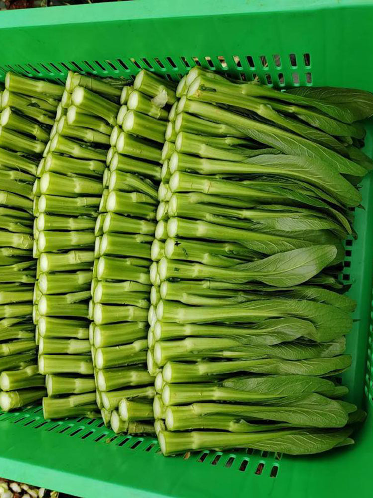 'Li Jian' 120-Day Sweet Choy Sum
