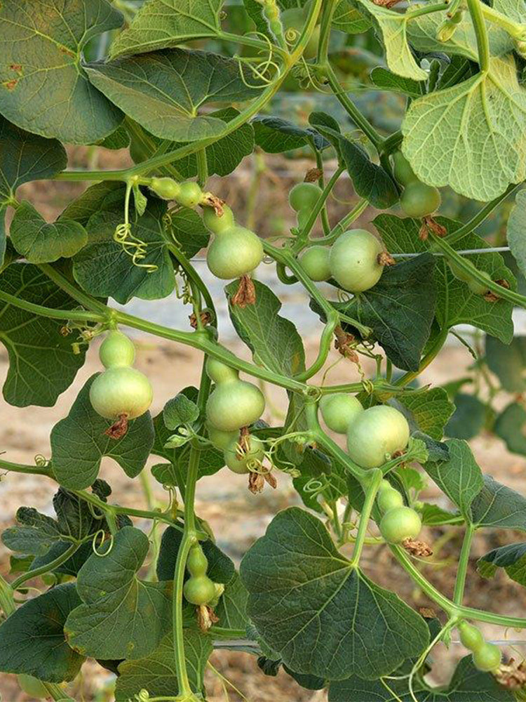 Hezhichun Mini Hand-twisted Gourd