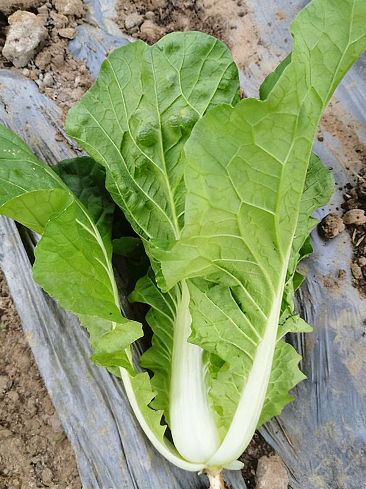 Jinmei 898 Pak Choi