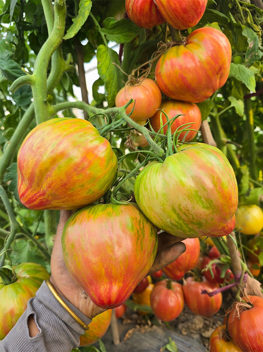 1010 Kozula 151/1 Tomato