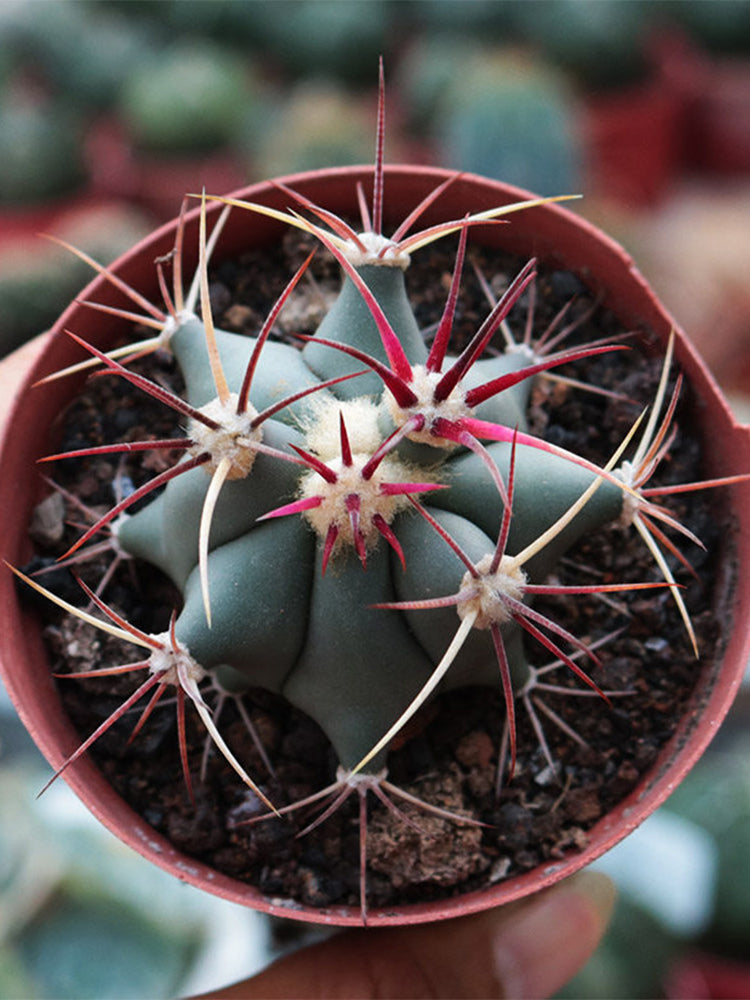 Ferocactus emoryi subsp. covillei