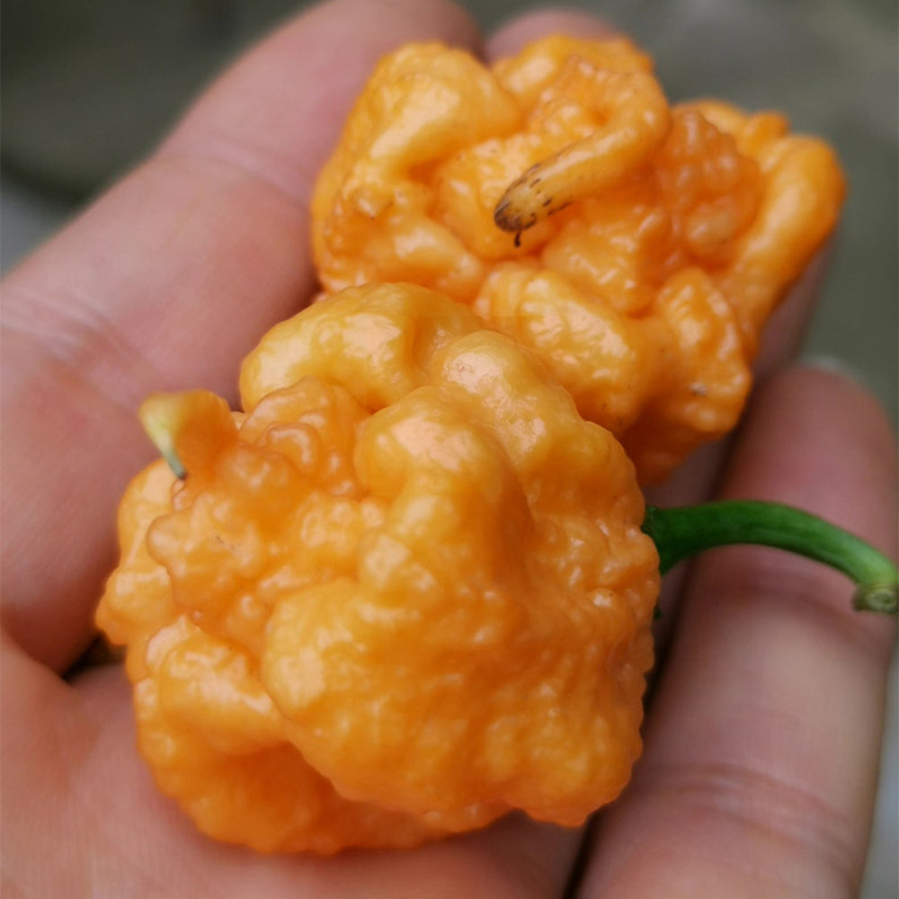 U2224 Orange-Yellow Carolina Reaper