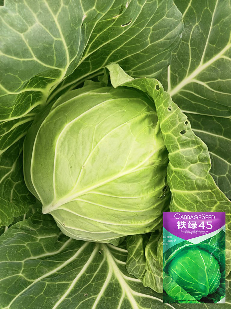 Iron Green 45 Cabbage