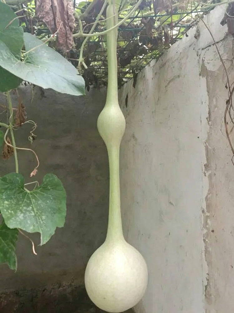 Wild Goose Neck Gourd