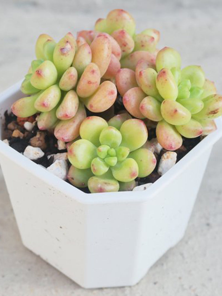 Echeveria cv. 'Shangri-La'