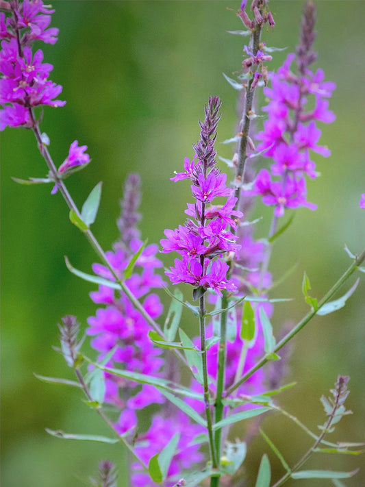 Purple Loosestrife (Lythrum salicaria L.)