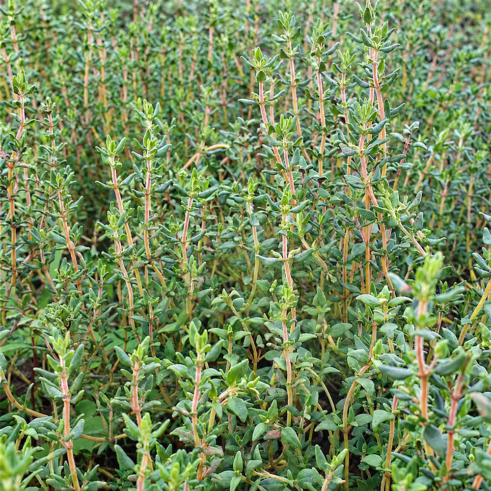 W1356 French Thyme