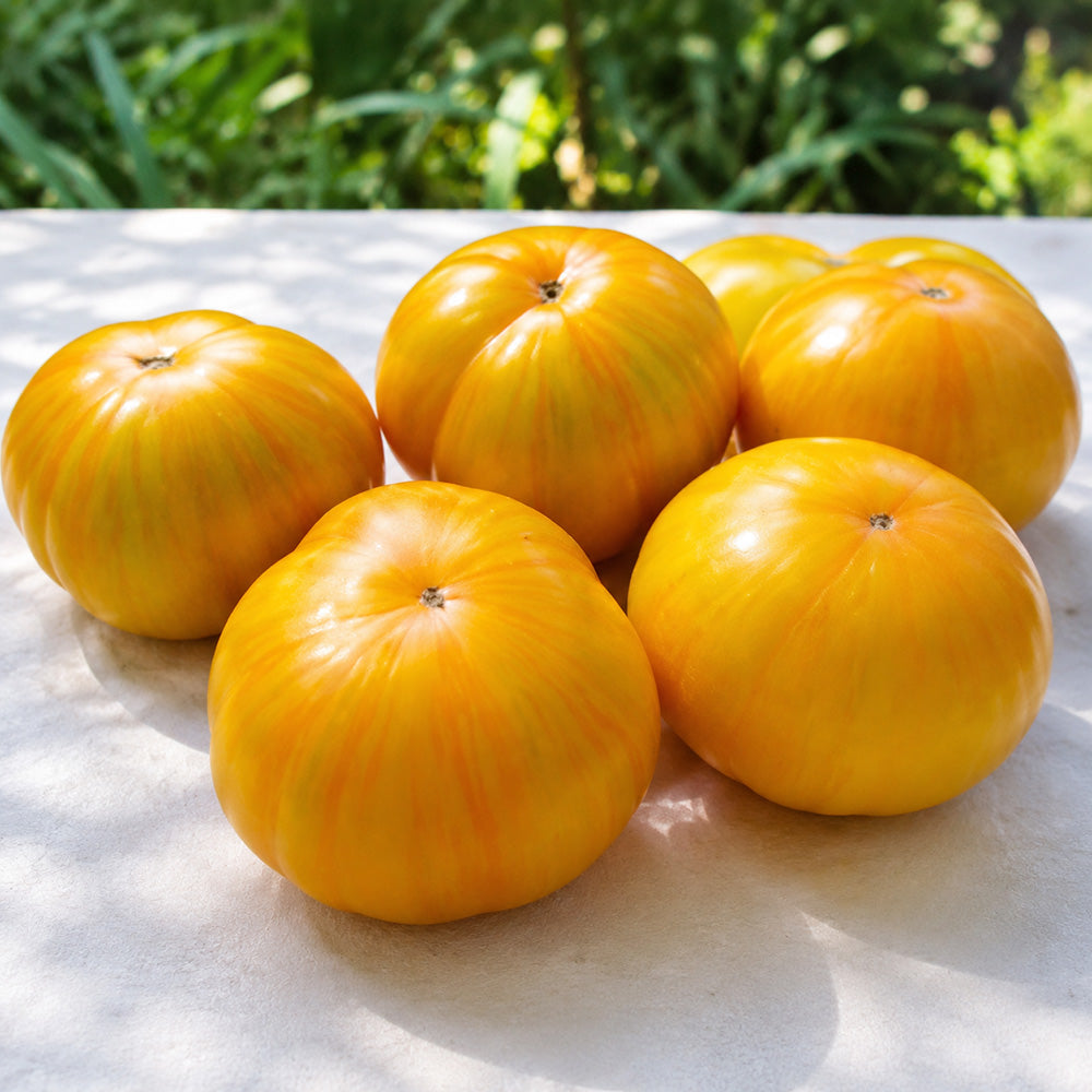 79 Yellow Radiance Tomato