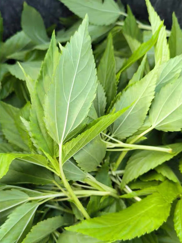 Chaozhou Jute Leaves