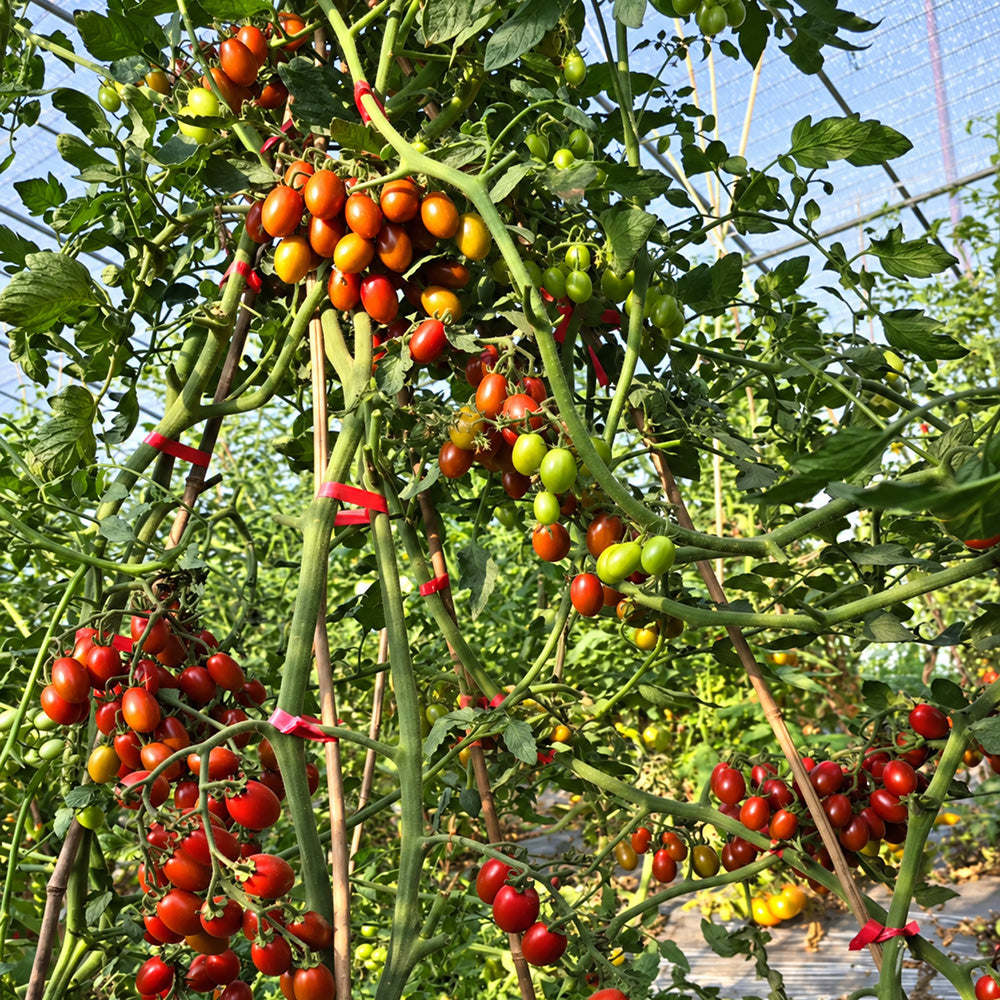 321 Blood Drop Tomato