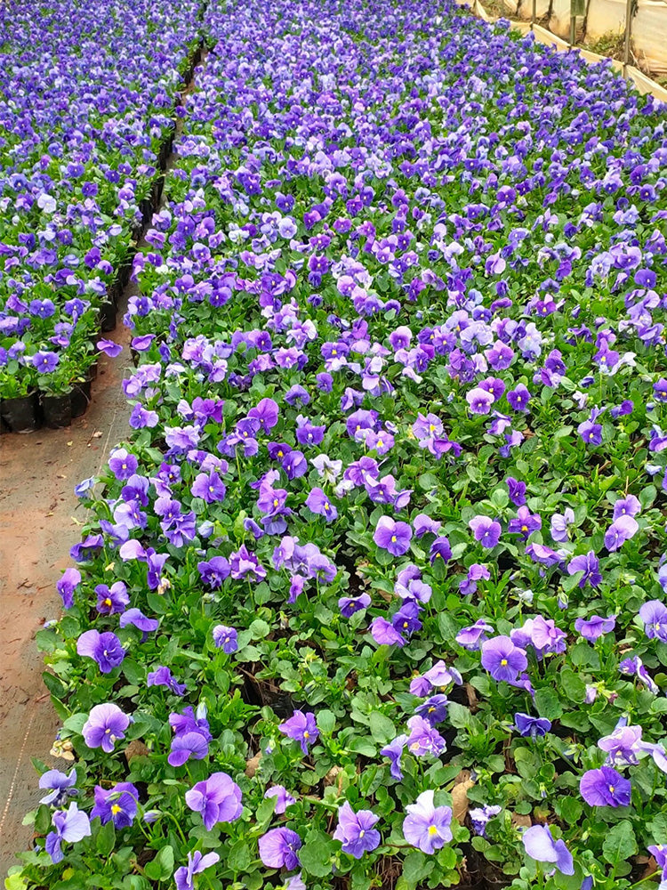 Hezhichun Pansy 'Azure Skies'