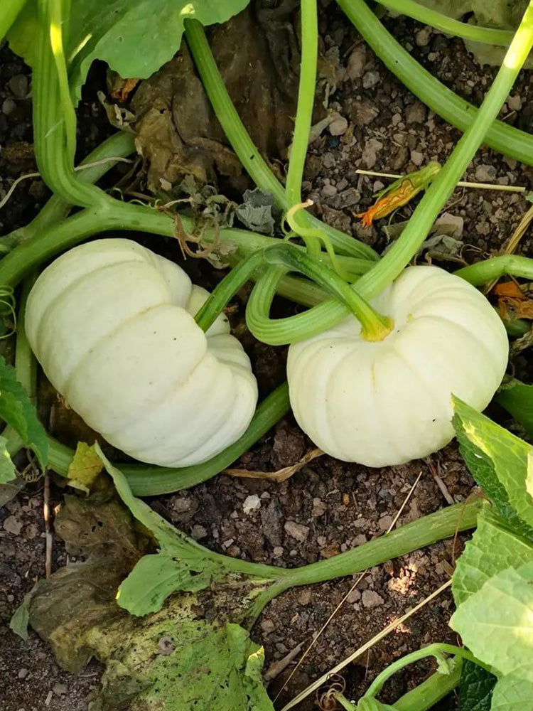 Specialty Mini White Beibei Squash