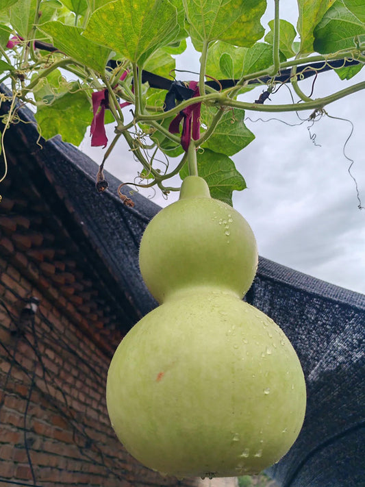 Extra-Large Bottle Gourd