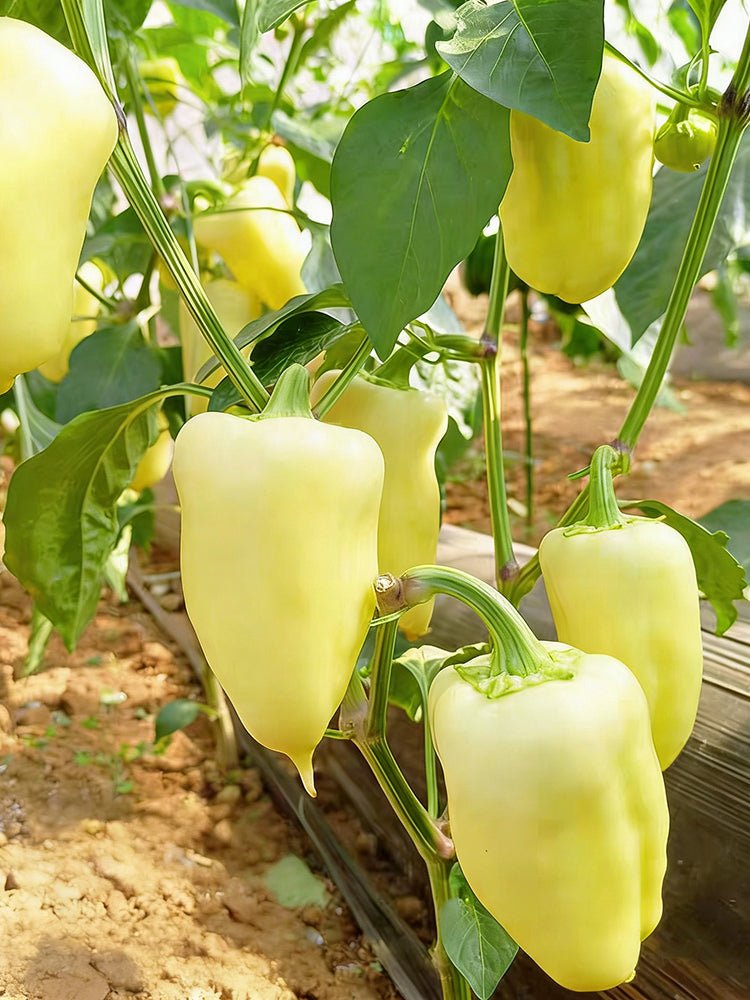 Cream Fruit Sweet Pepper