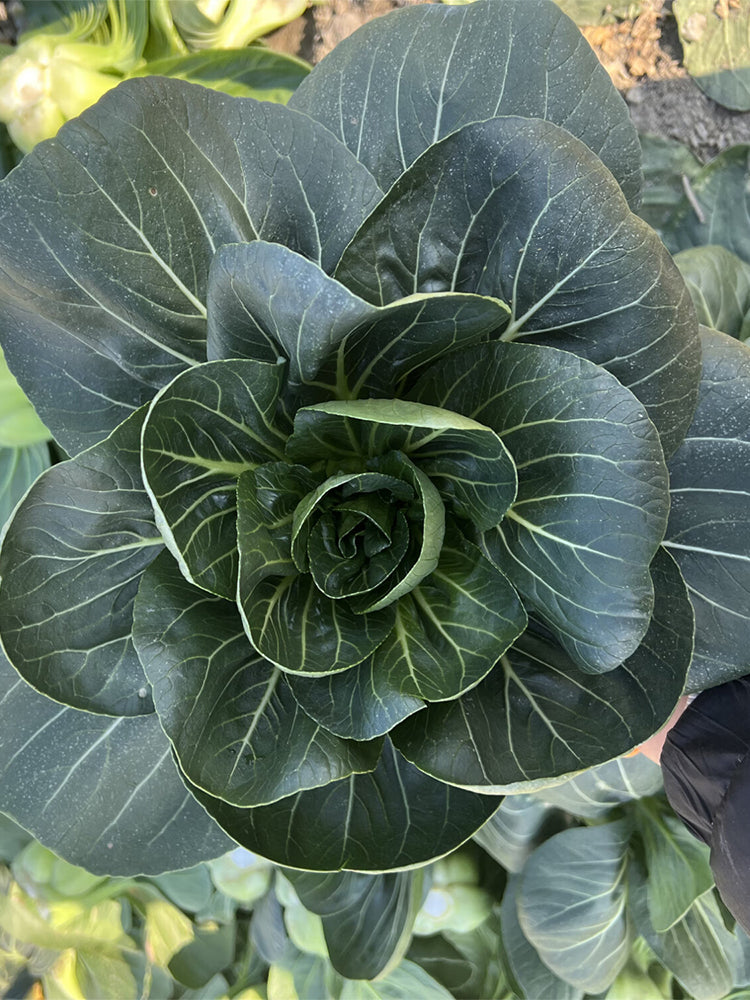 'Suzhou Green' Black-leaf Dwarf Bok Choy
