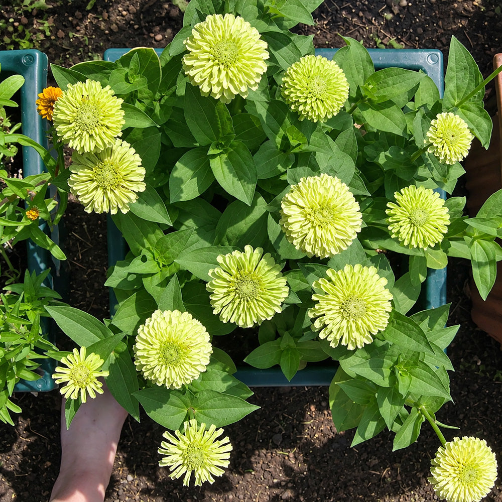 W1349 Envy Zinnia