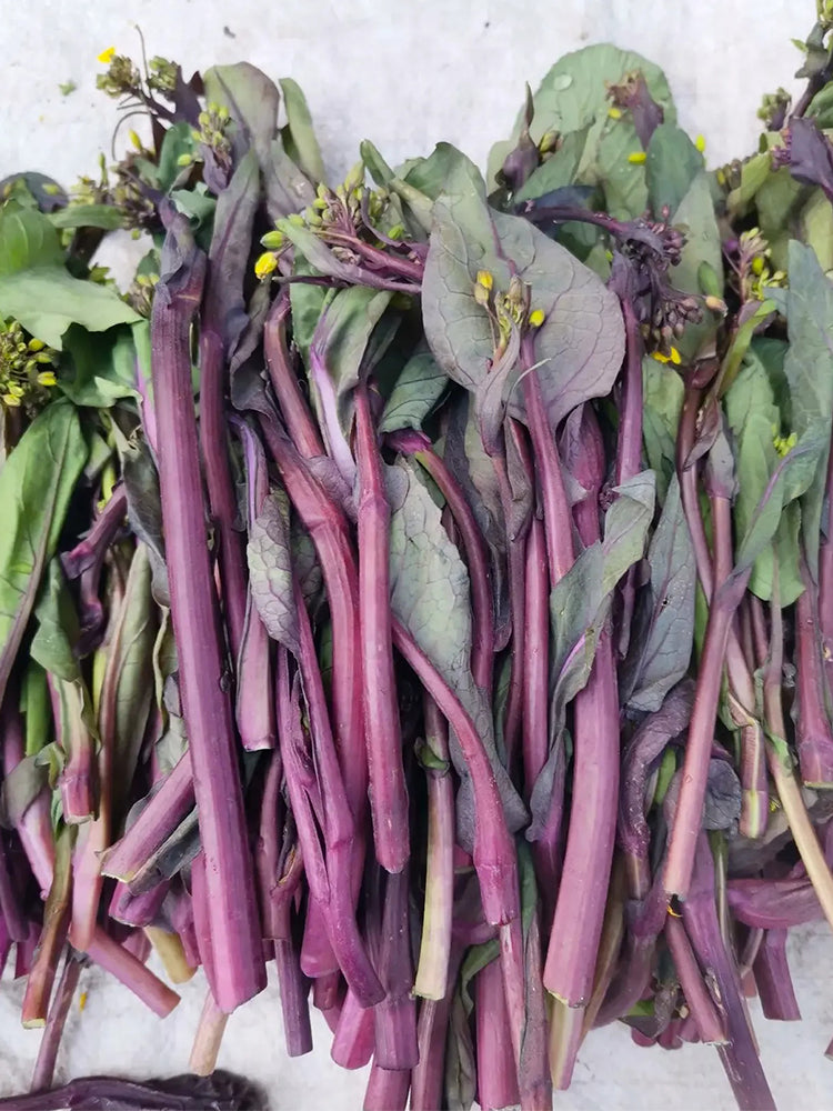 'Hongxiu 58' Flowering Stalk