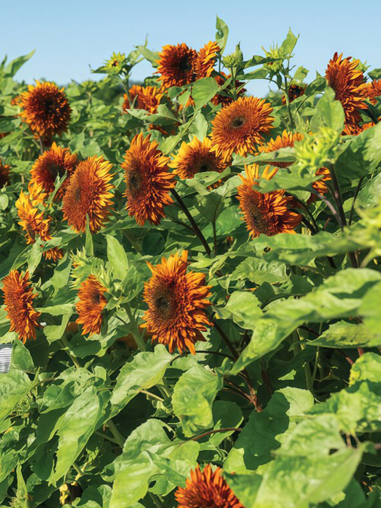 Chiyan Little Bear Sunflower