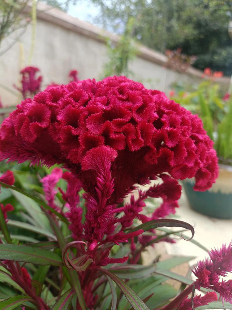 Hezhichun Red Cockscomb