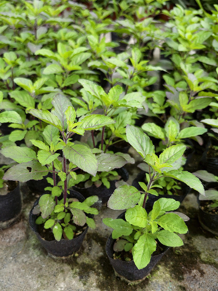 Holy Basil