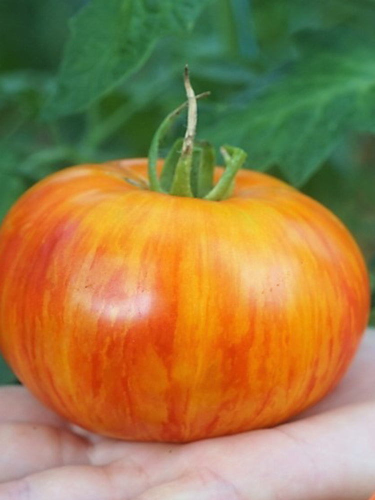 'Fairytale' Tomato