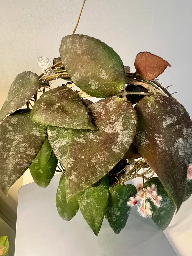 Hoya caudata Unrooted Stem Cuttings