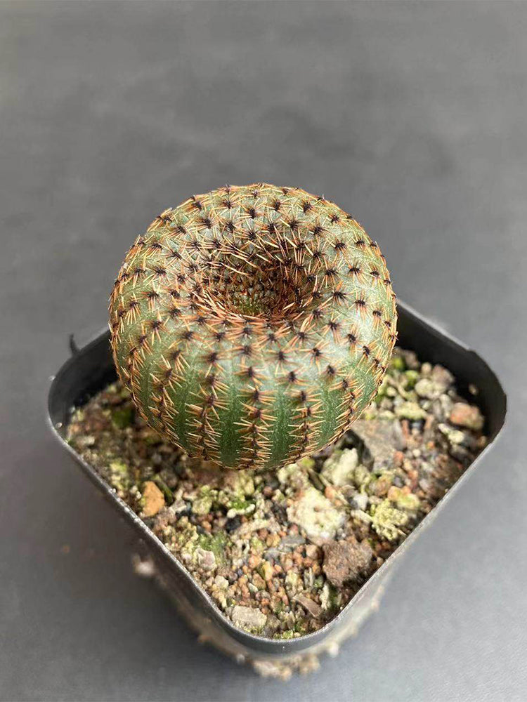 Frailea phaeodisca