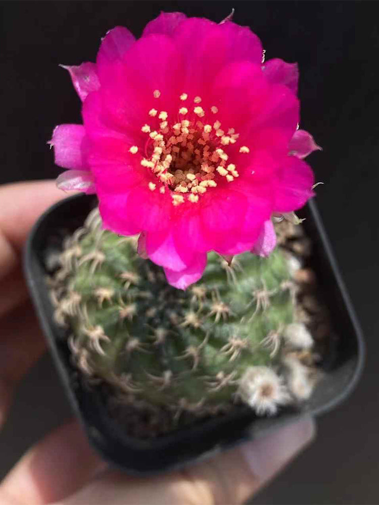 Lobivia famatimensis