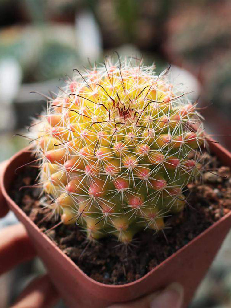 Mammillaria jaliscana f. variegata 'Hongnawan'