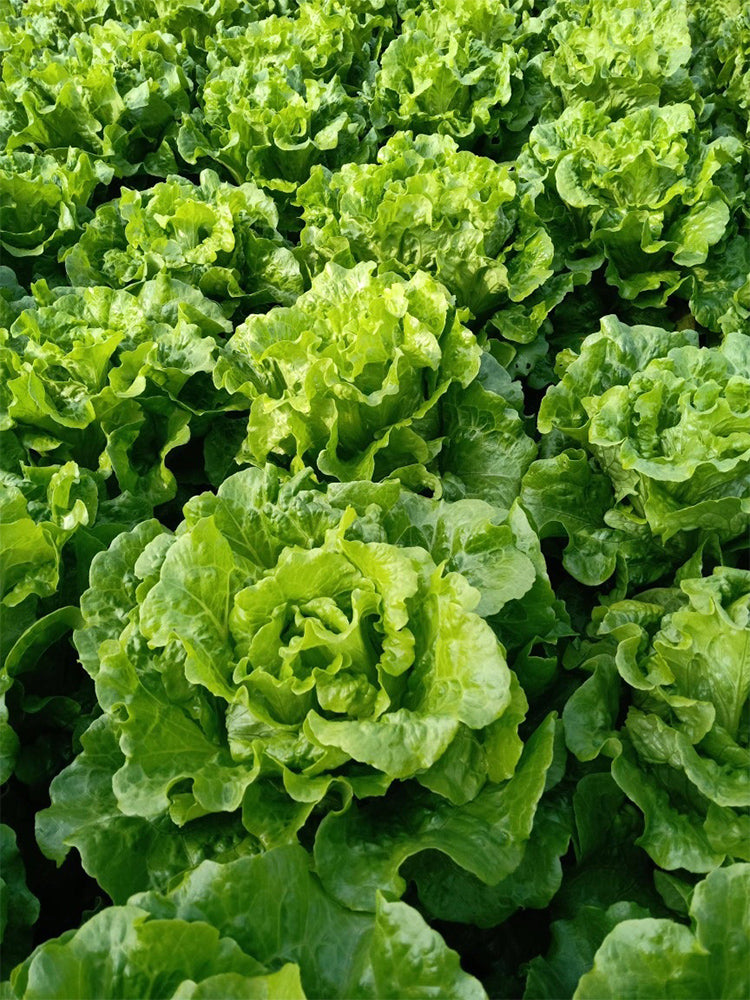 'Jiemei' Late Bolt Italian Lettuce