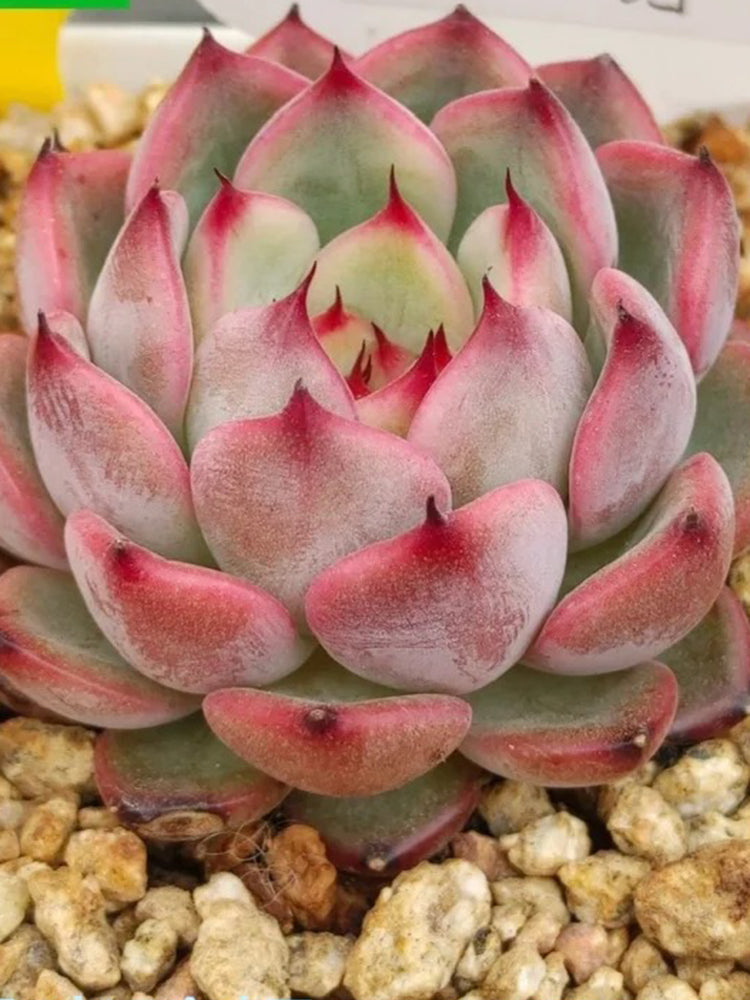 Echeveria cv. 'Starlight Jenny'