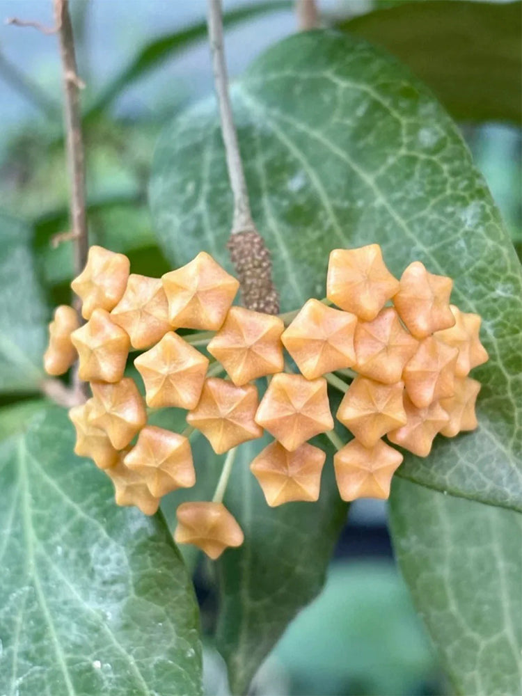 Hoya fitchii Unrooted Stem Cuttings