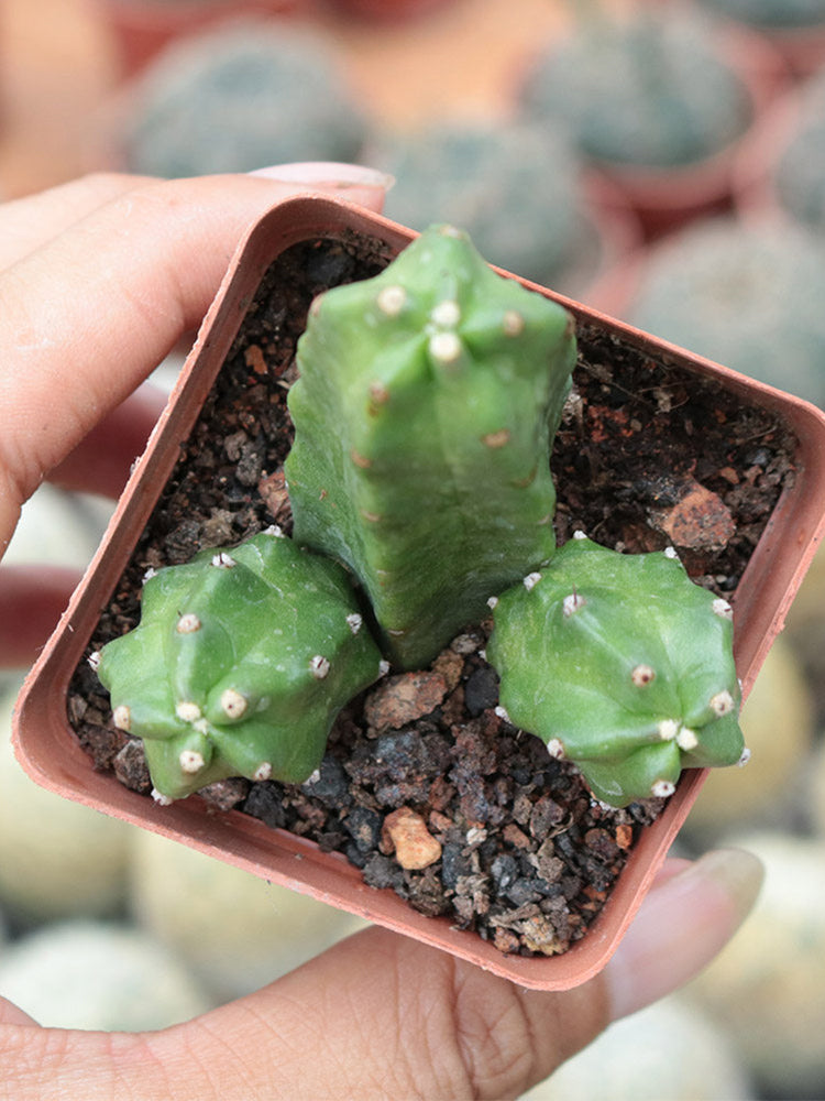 Echinocereus pentalophus cv 'Momotaro'