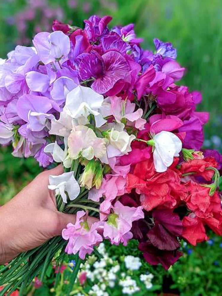 Royal Symphony' Sweet Pea Mixed (Lathyrus odoratus)