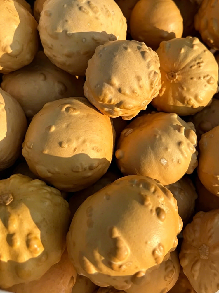 Extra-large Bumpy Gourd