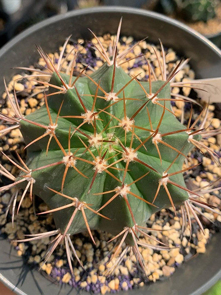 Melocactus amoenus